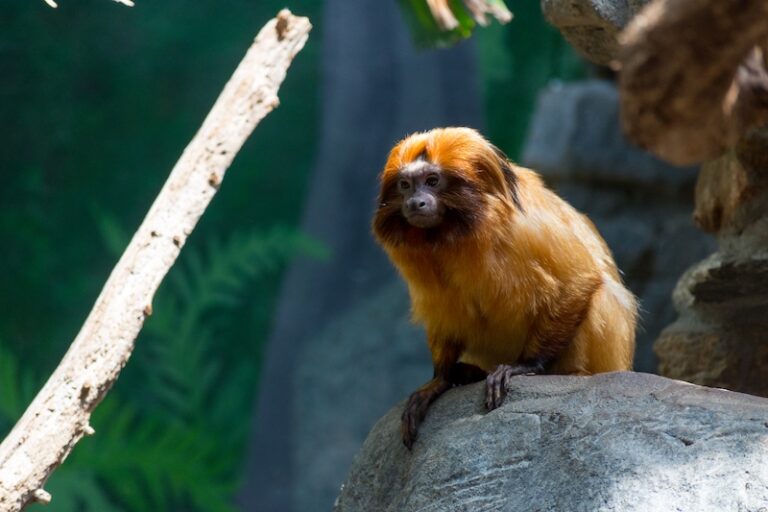 Endangered species conservation: How to help protect wildlife